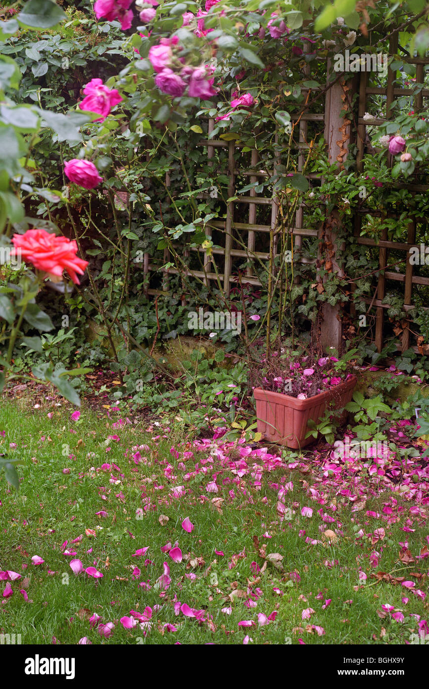 Domestic house lawn wild hi-res stock photography and images - Alamy