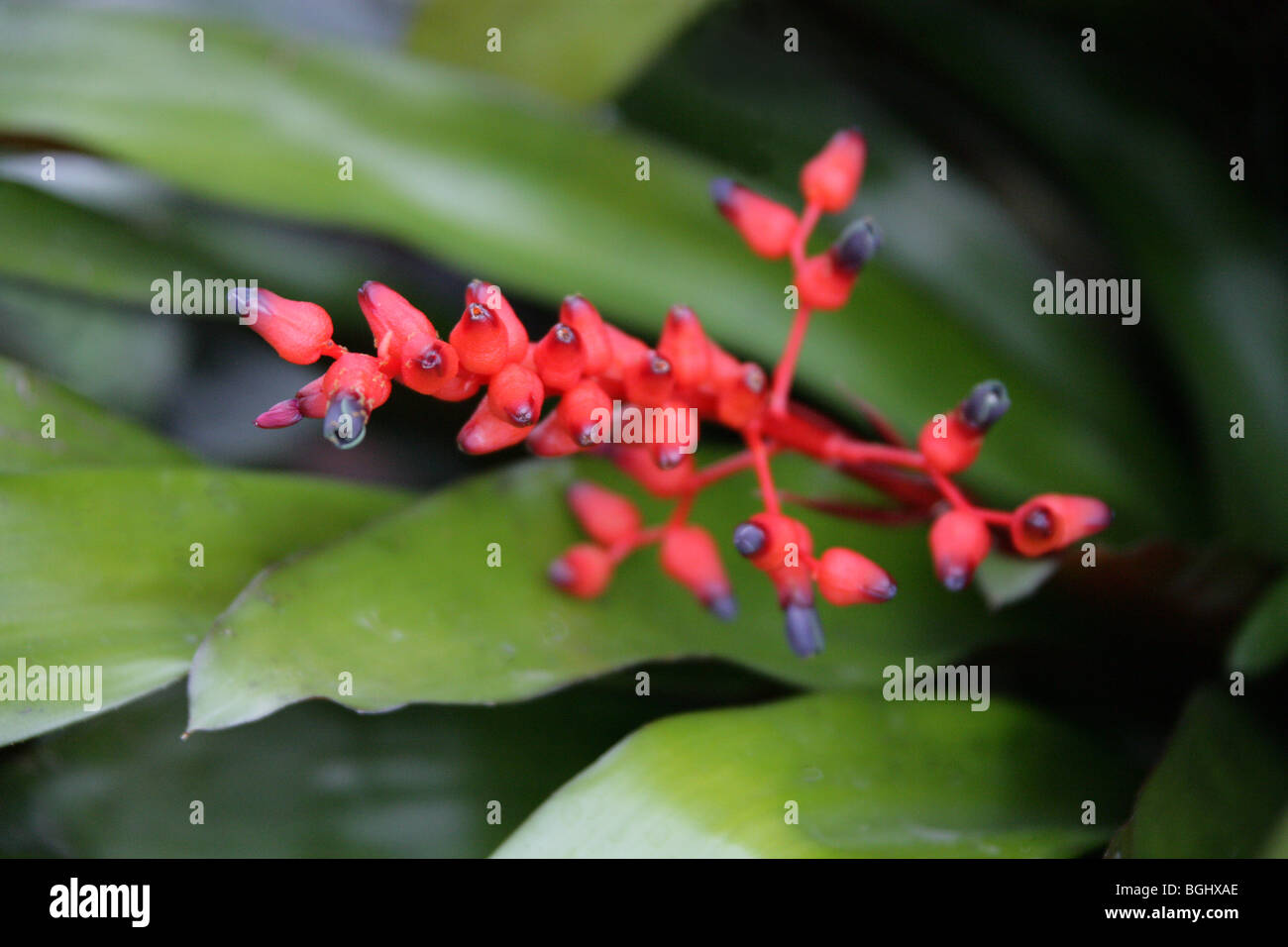 Aechmea fulgens var discolor, Bromeliaceae, Brazil, French Guiana, South America Stock Photo