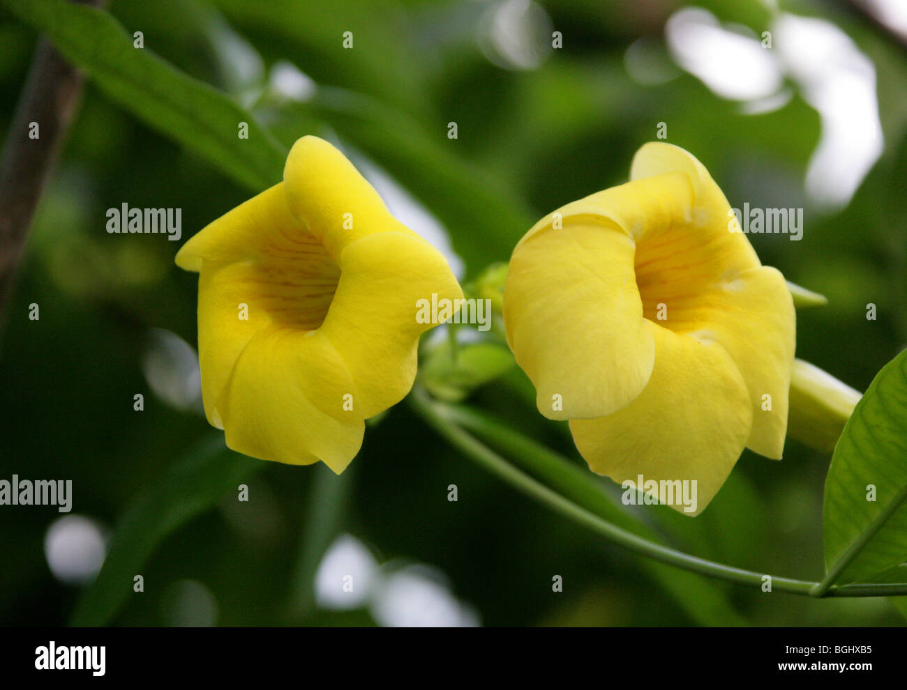 Golden Trumpet, Allamanda cathartica, Apocynaceae, Brazil, South America. A prolific climbing plant from tropical South America. Stock Photo