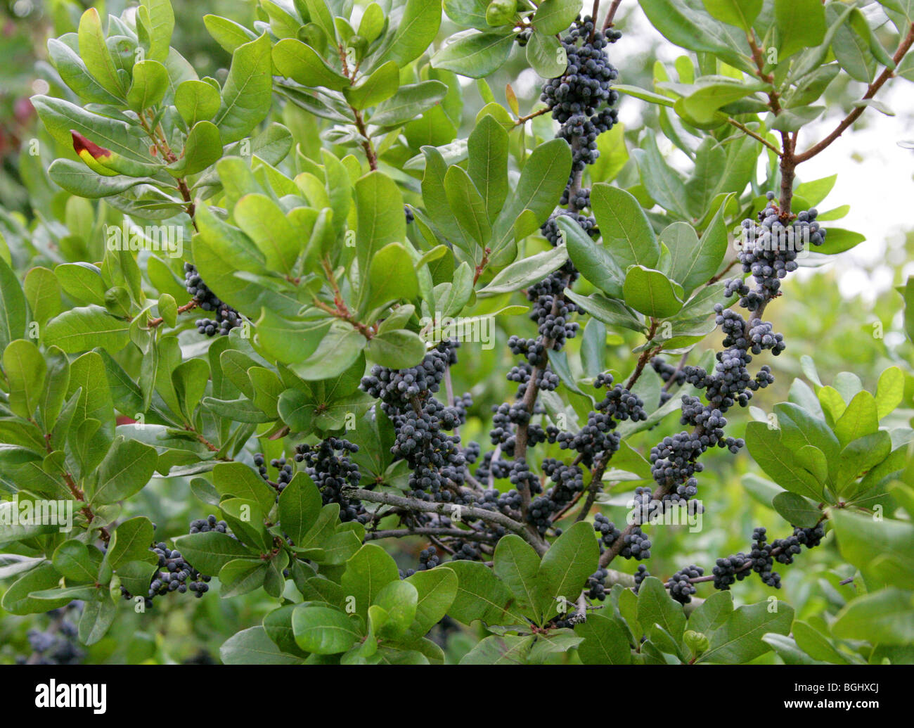Bayberry bush High Resolution Stock Photography and Images Alamy Bayberry bush High Resolution Stock Photography and Images Alamy