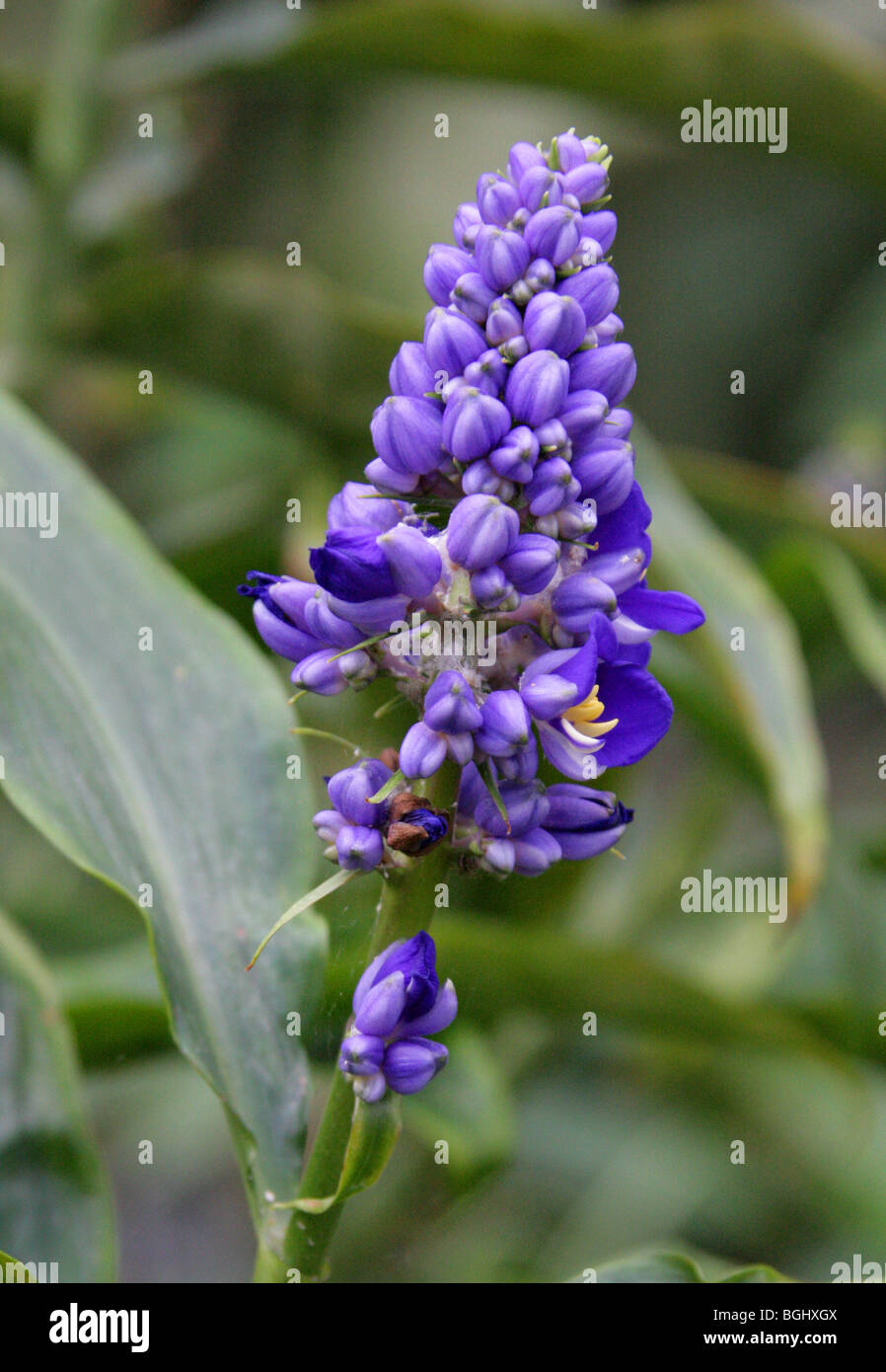 Blue Ginger, Blue-Ginger or Brazilian Ginger, Dichorisandra thyrsiflora, Commelinaceae, Tropical South America Stock Photo