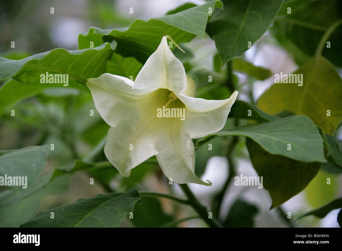 Angel Trumpet, Angel's Trumpet Tree or Datura, Brugmansia arborea, Solanaceae, Tropical South America. Stock Photo