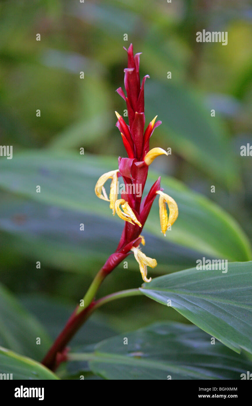Ginger Lily or Hardy Shade Ginger, Cautleya spicata, Zingiberaceae, India Stock Photo
