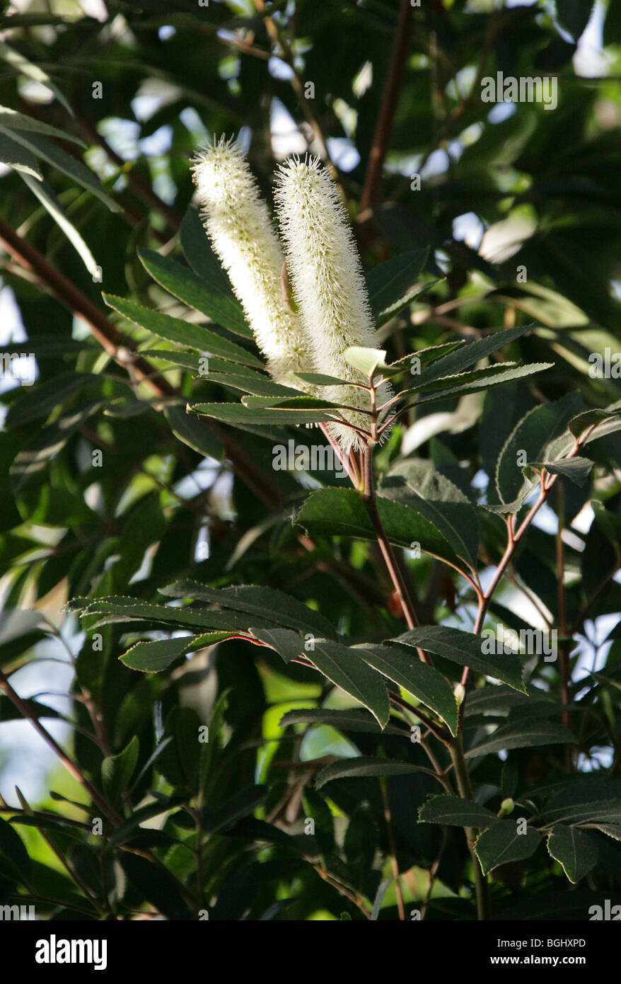 Butter Knife Bush, Butterspoon, Red Alder, Cunonia capensis ...