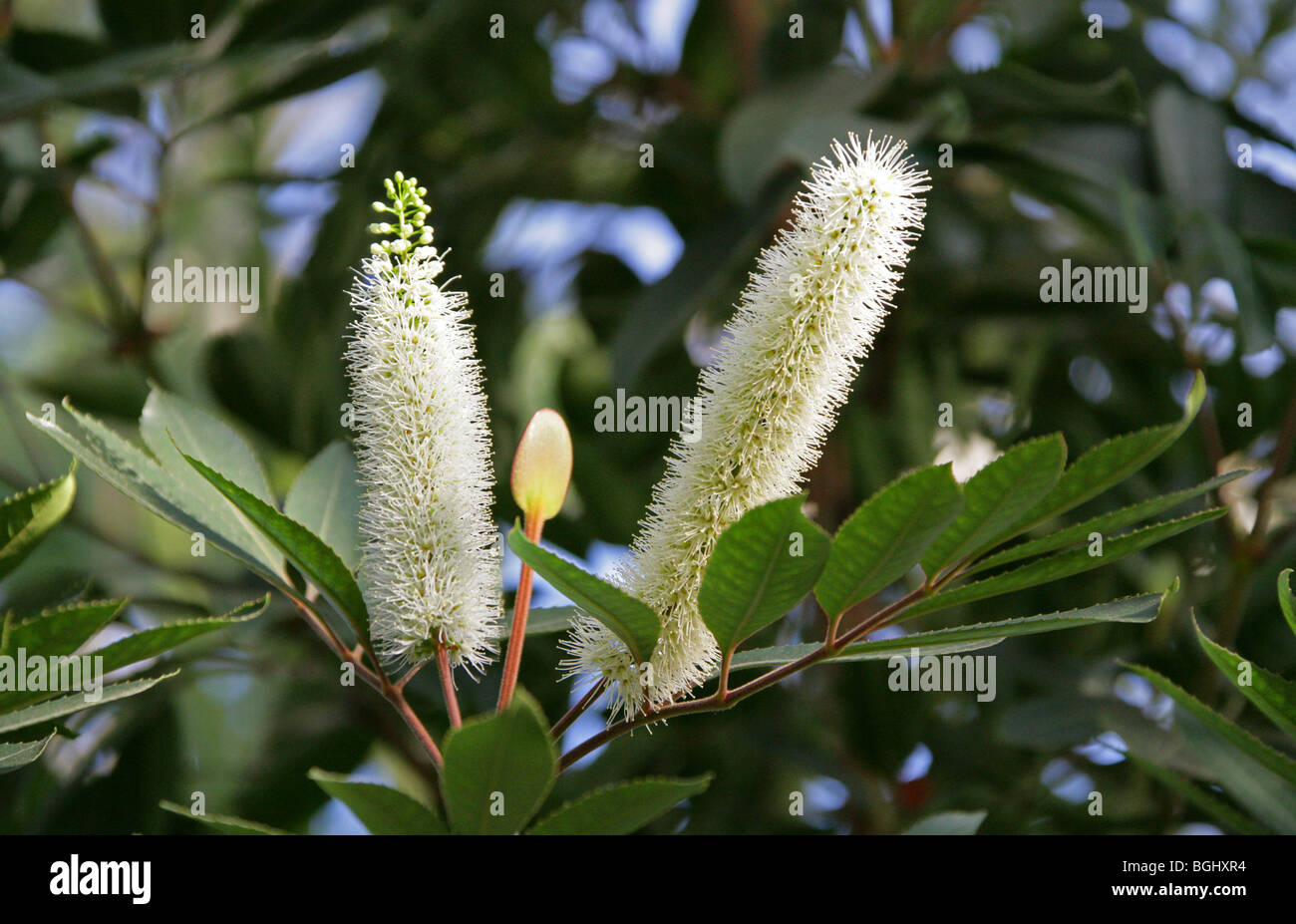 Butter Knife Bush, Butterspoon, Red Alder, Cunonia capensis ...