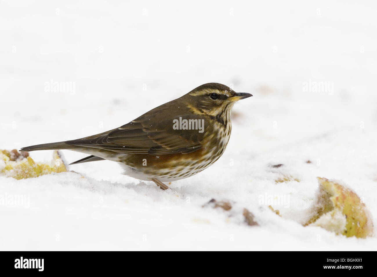 Redwing with apple in snow Stock Photo