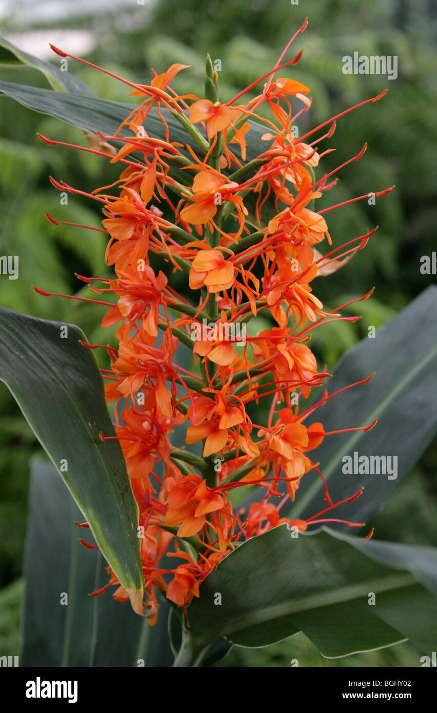 Butterfly Ginger, Hedychium kewense, Zingiberaceae, Mexico, USA, North America. Stock Photo