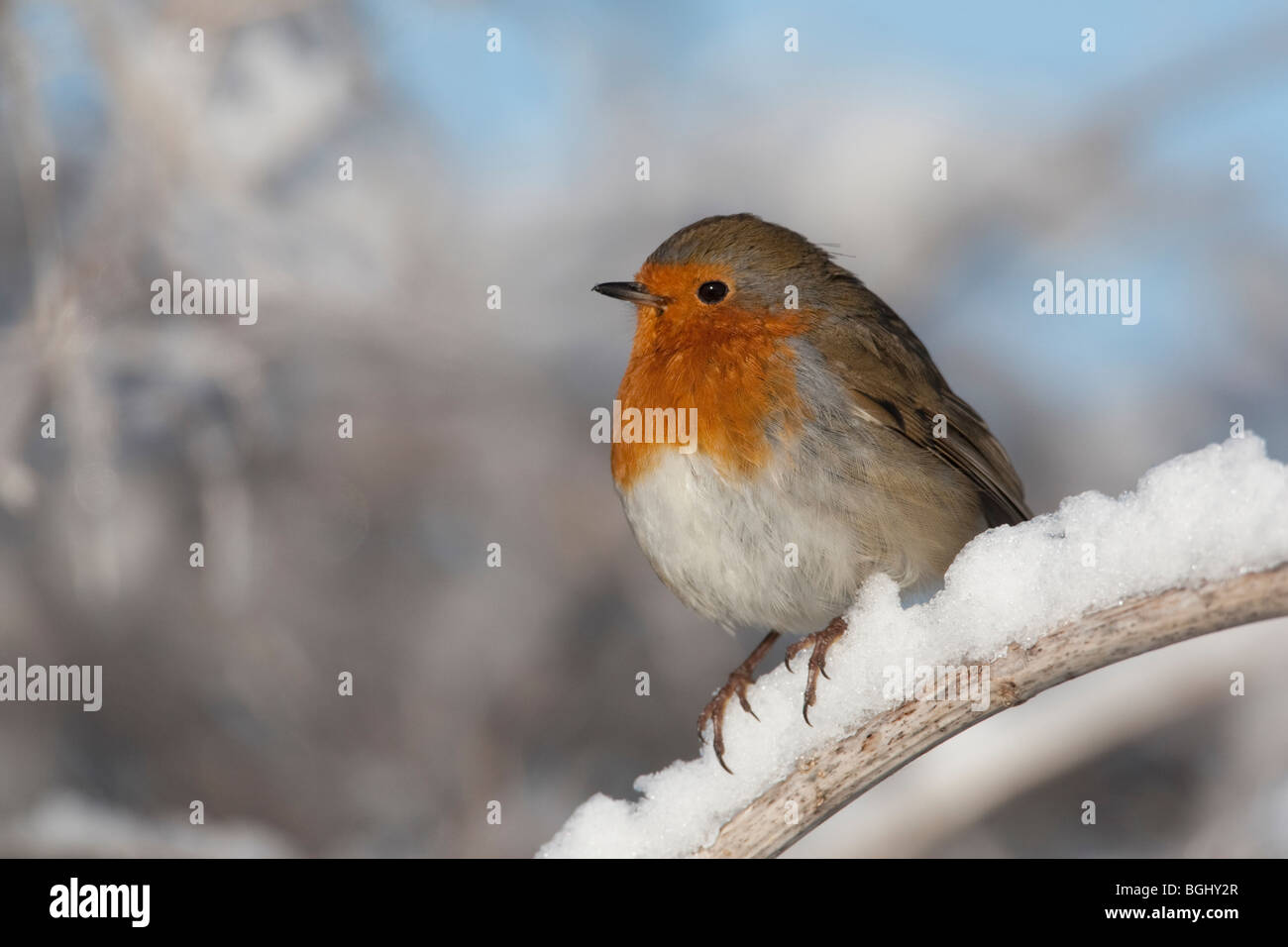 Robin (Erithacus Rubecula) perched in snow, winter, UK Stock Photo