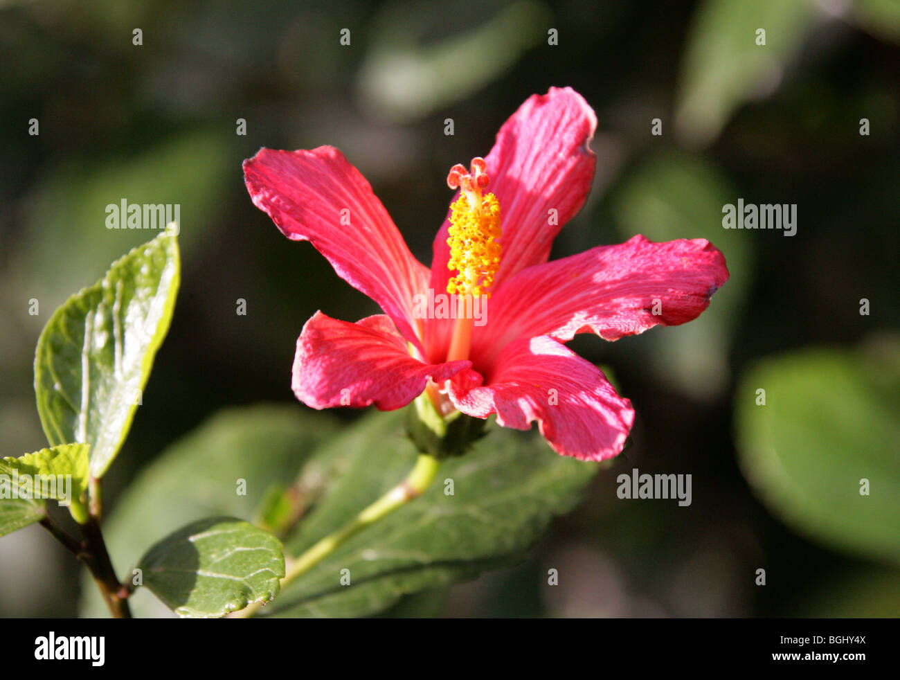 Mandrinette or Augerine, Hibiscus fragilis, Malvaceae, Mauritius. Extremely Rare, Critically Endangered. Stock Photo