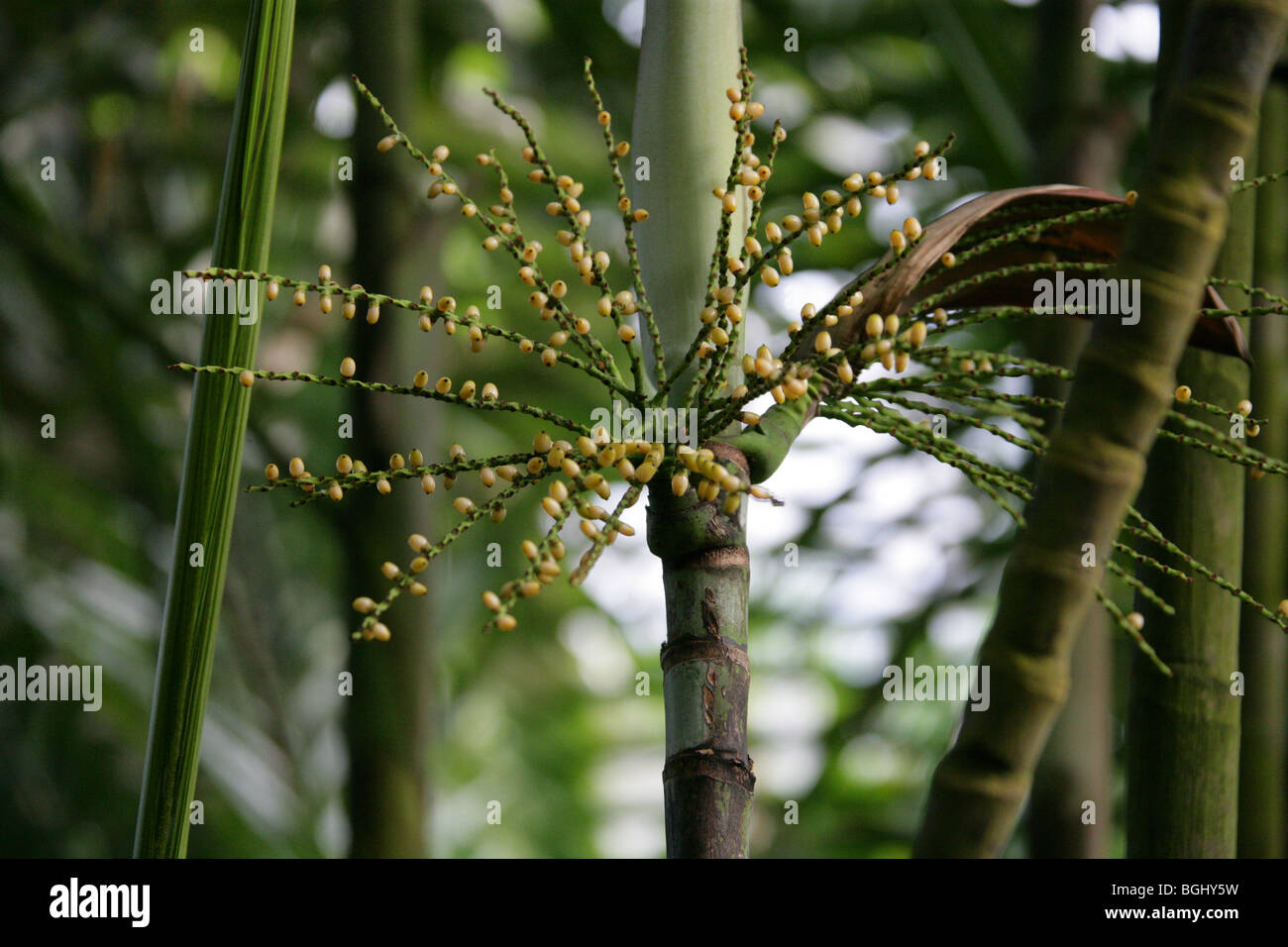 Hydriastele microspadix, Arecaceae (Palmae), New Guinea, Australasia. Stock Photo