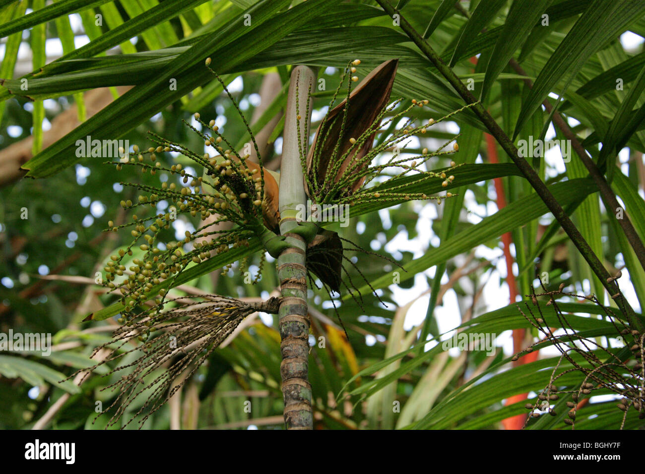 Hydriastele microspadix, Arecaceae (Palmae), New Guinea, Australasia. Stock Photo