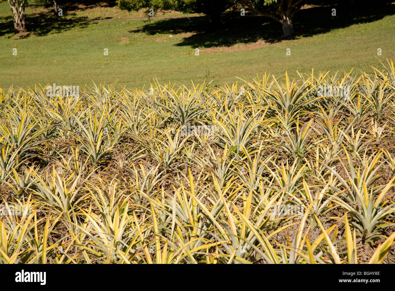 pineapple plants at the Big Pineapple tourist attraction on Sunshine