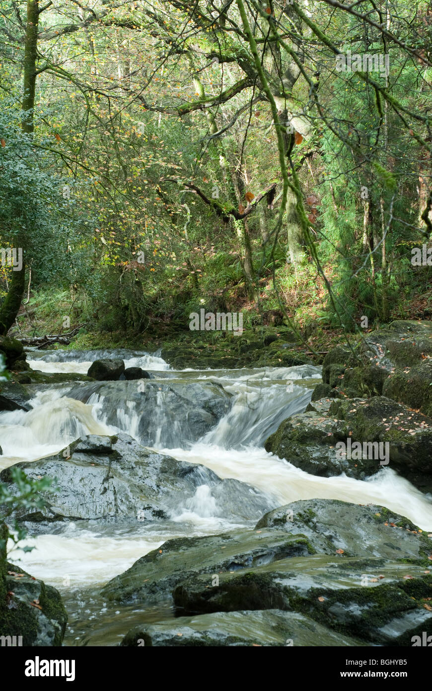 Woodland river hi-res stock photography and images - Alamy