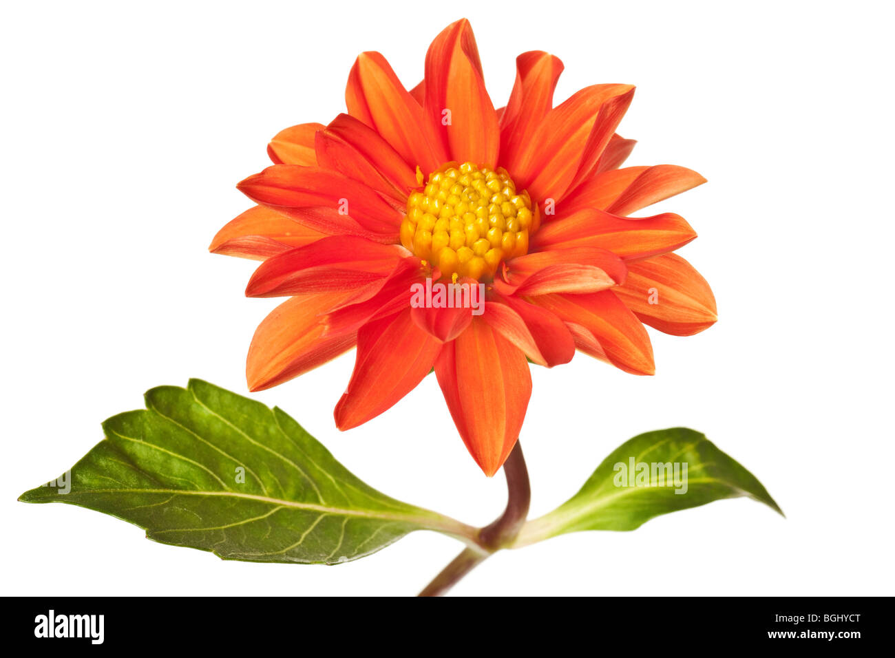 dahlia isolated on a pure white background Stock Photo - Alamy