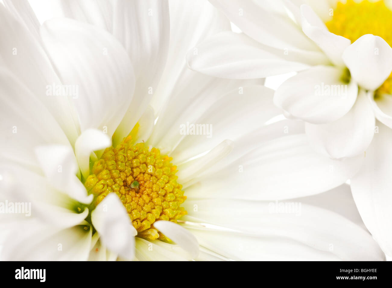 white and yellow daisy macro background pattern Stock Photo - Alamy