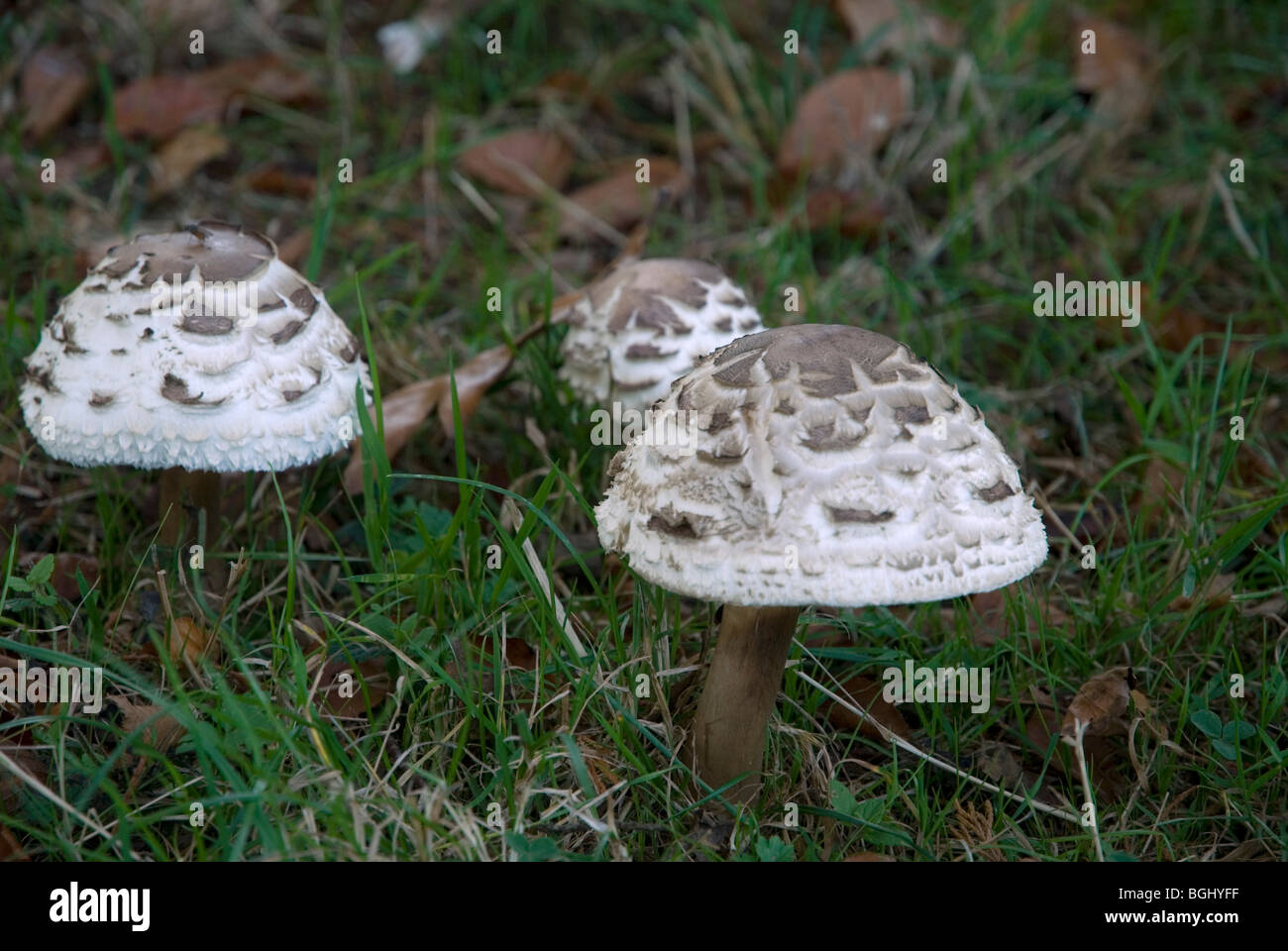 False Parasol Stock Photo Alamy