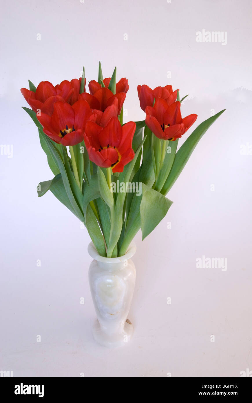 Single vase of red tulips Stock Photo Alamy