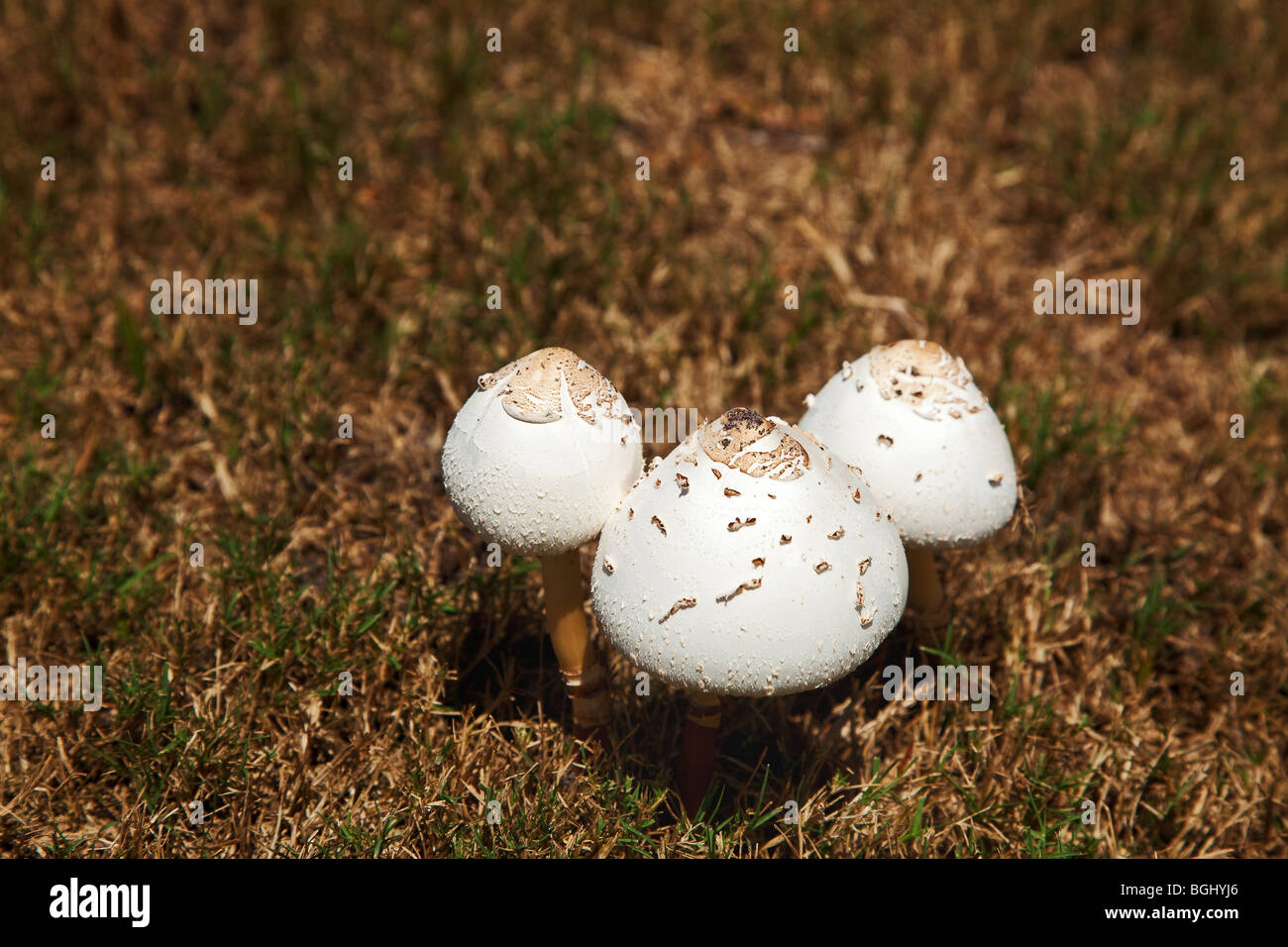 white wild mushrooms in green and brown grass Stock Photo