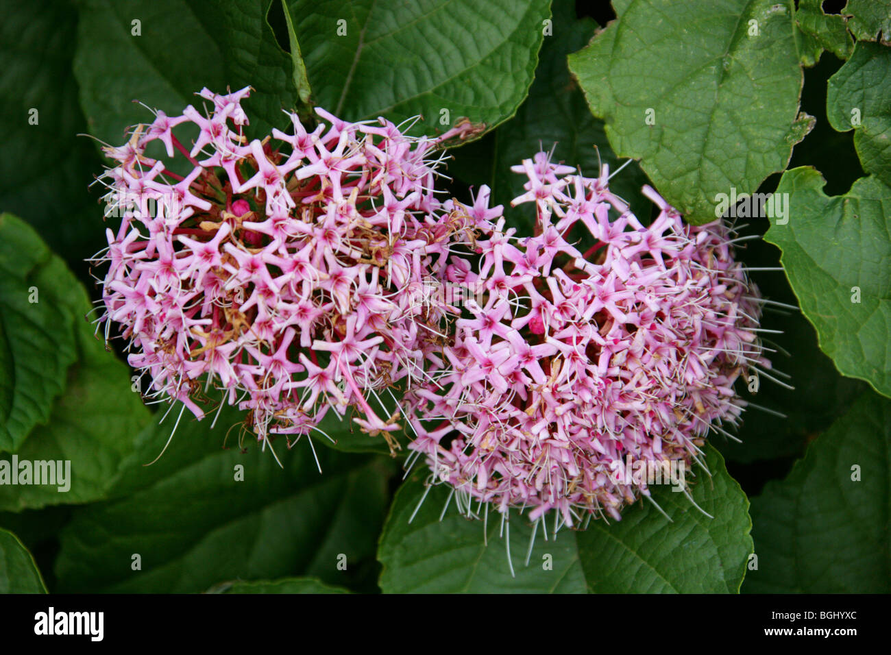 Strong-Scented Glorybower, Cashmere Bouquet, Rose Glory Bower, or Mexican Hydrangea, Clerodendrum bungei, Lamiaceae. China Stock Photo