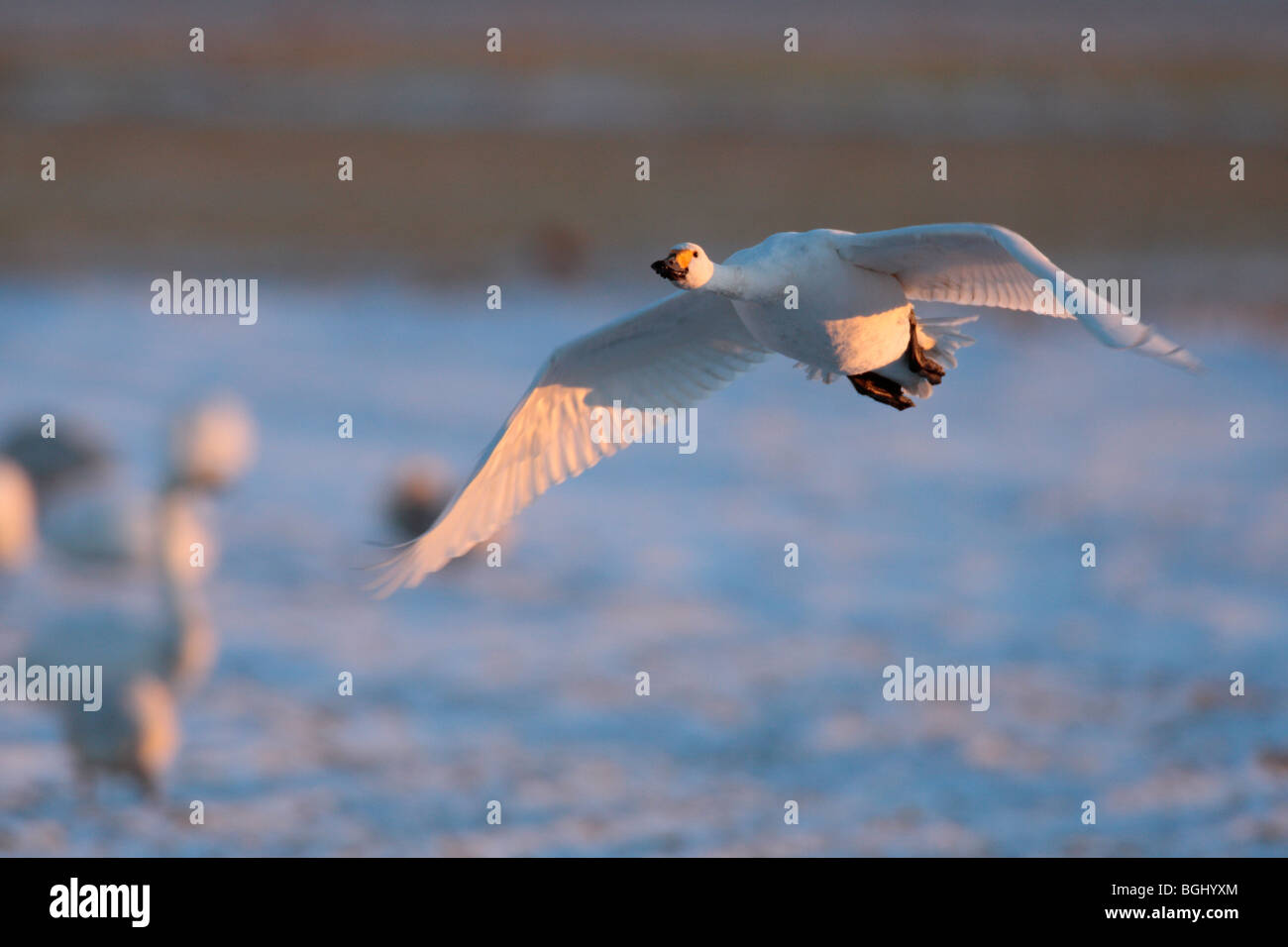 Whooper Swans Cygnus cygnus in flight winter snow Stock Photo