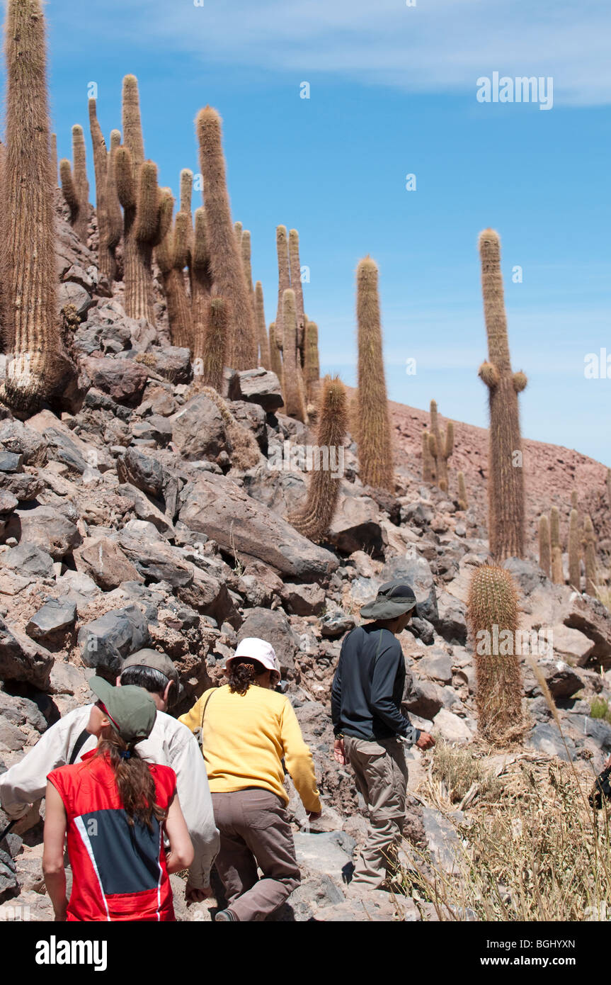 Cactus Valley tour near San Pedro, Chile Stock Photo - Alamy
