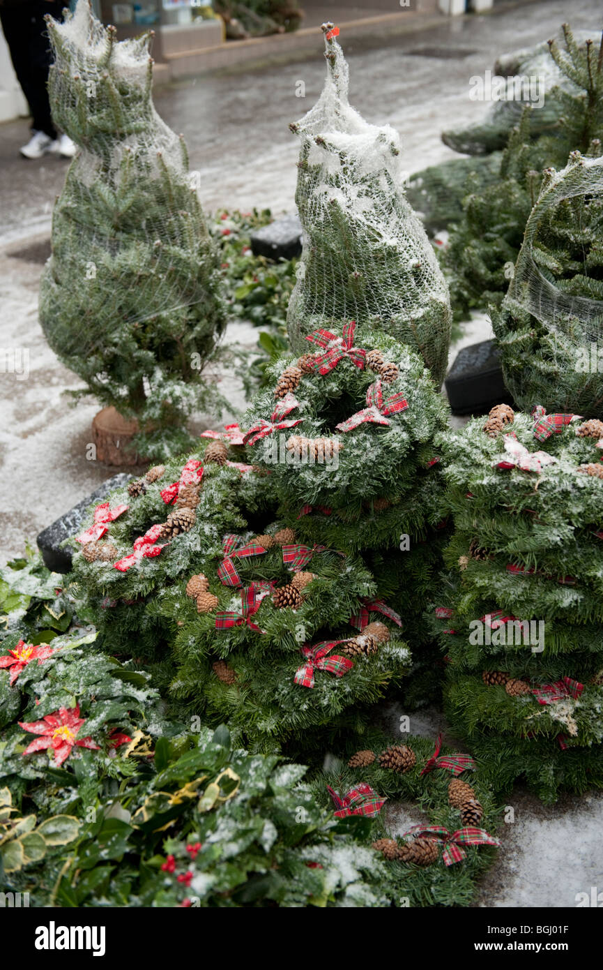 Holly wreaths and trees for sale at Aberystwyth christmas farmers street market, Ceredigion