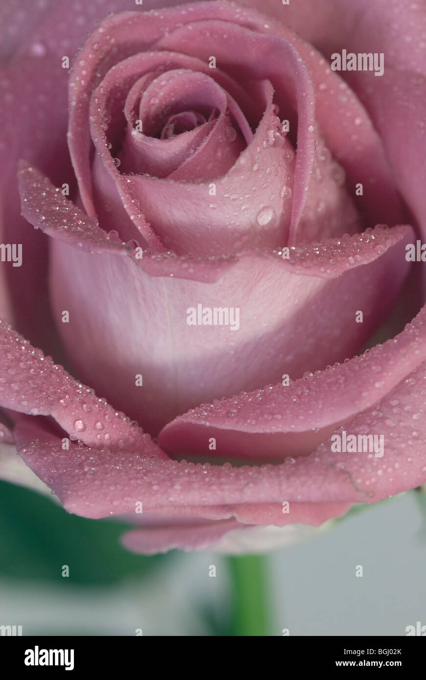 Flor rose hi-res stock photography and images - Alamy