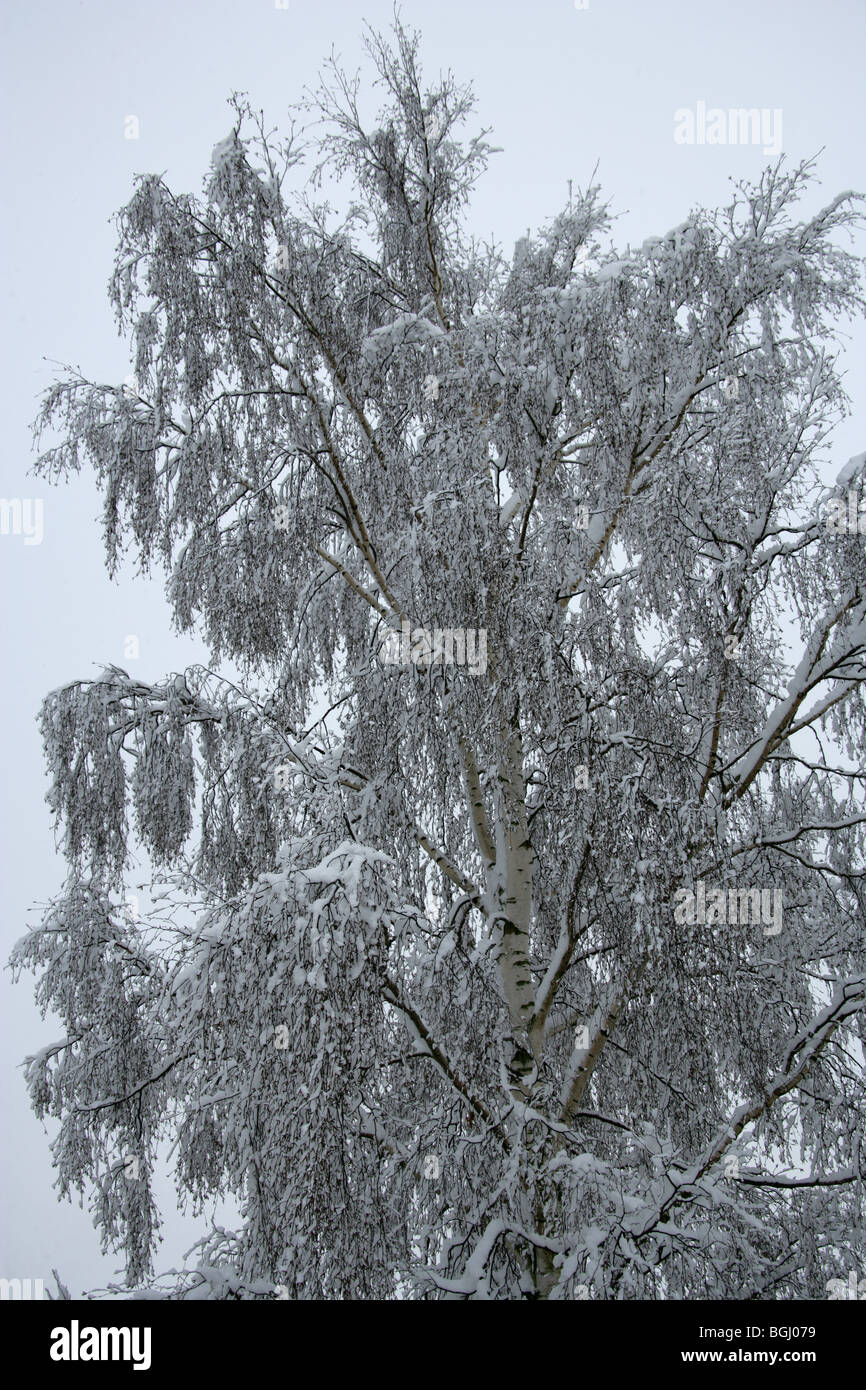Snow Covered Silver Birch Tree in Winter Stock Photo