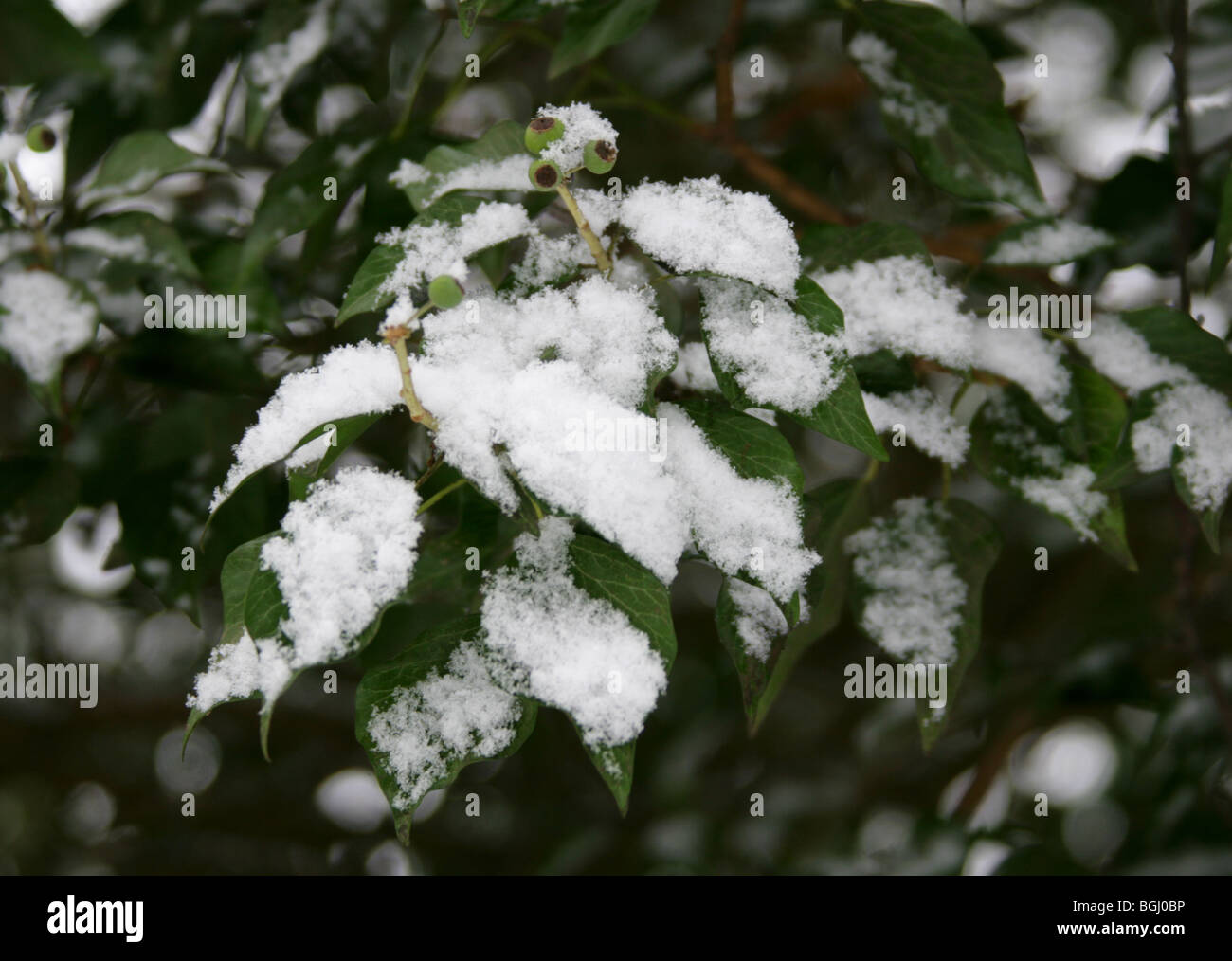 Snow Covered Ivy, Hedera helix, Araliaceae Stock Photo