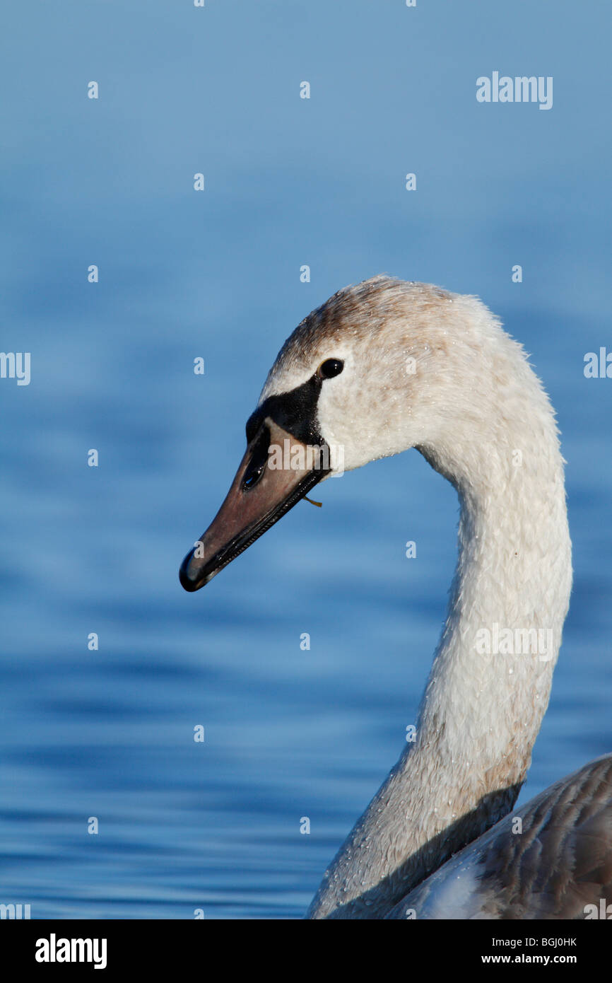 Young mute swan cygnus olor hires stock photography and images Alamy