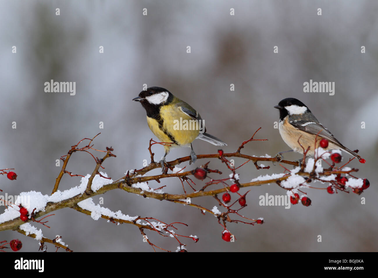 Great Tit and Coal Tit on snow'y berry bush Stock Photo