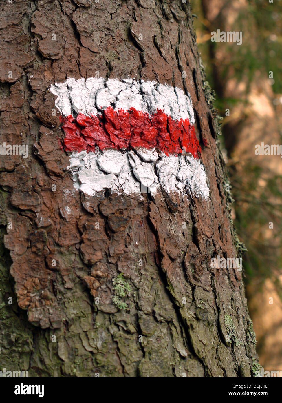 White and red stripe trail sign painted on tree bark Stock Photo