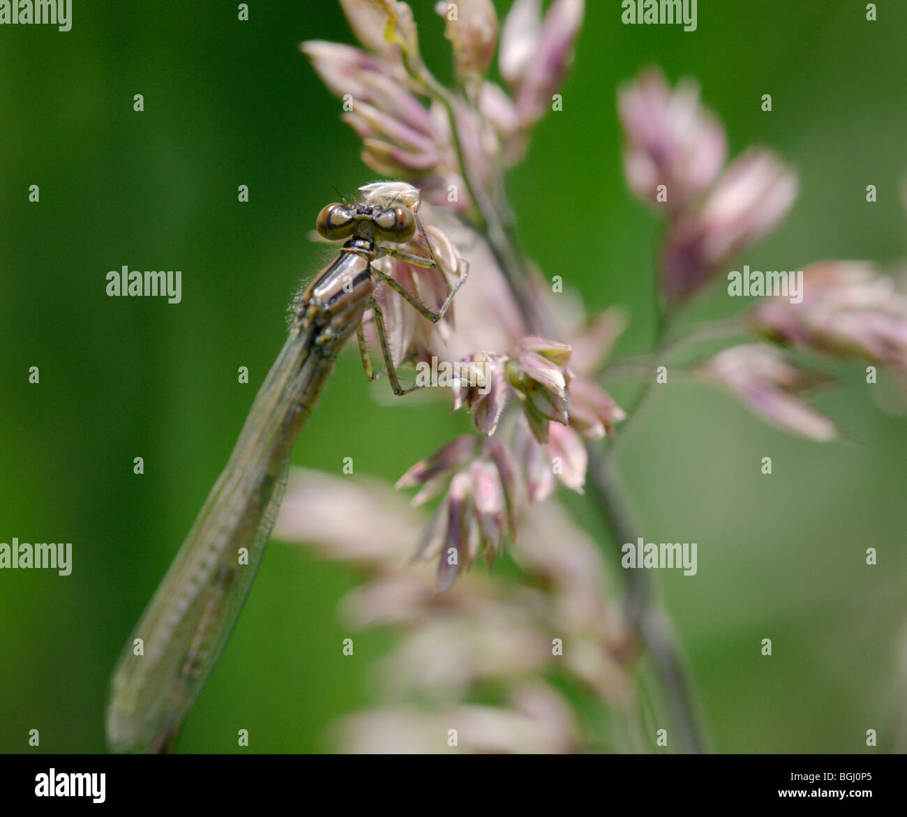 A bronze coloured damselfly resting on a blade of grass Stock Photo - Alamy