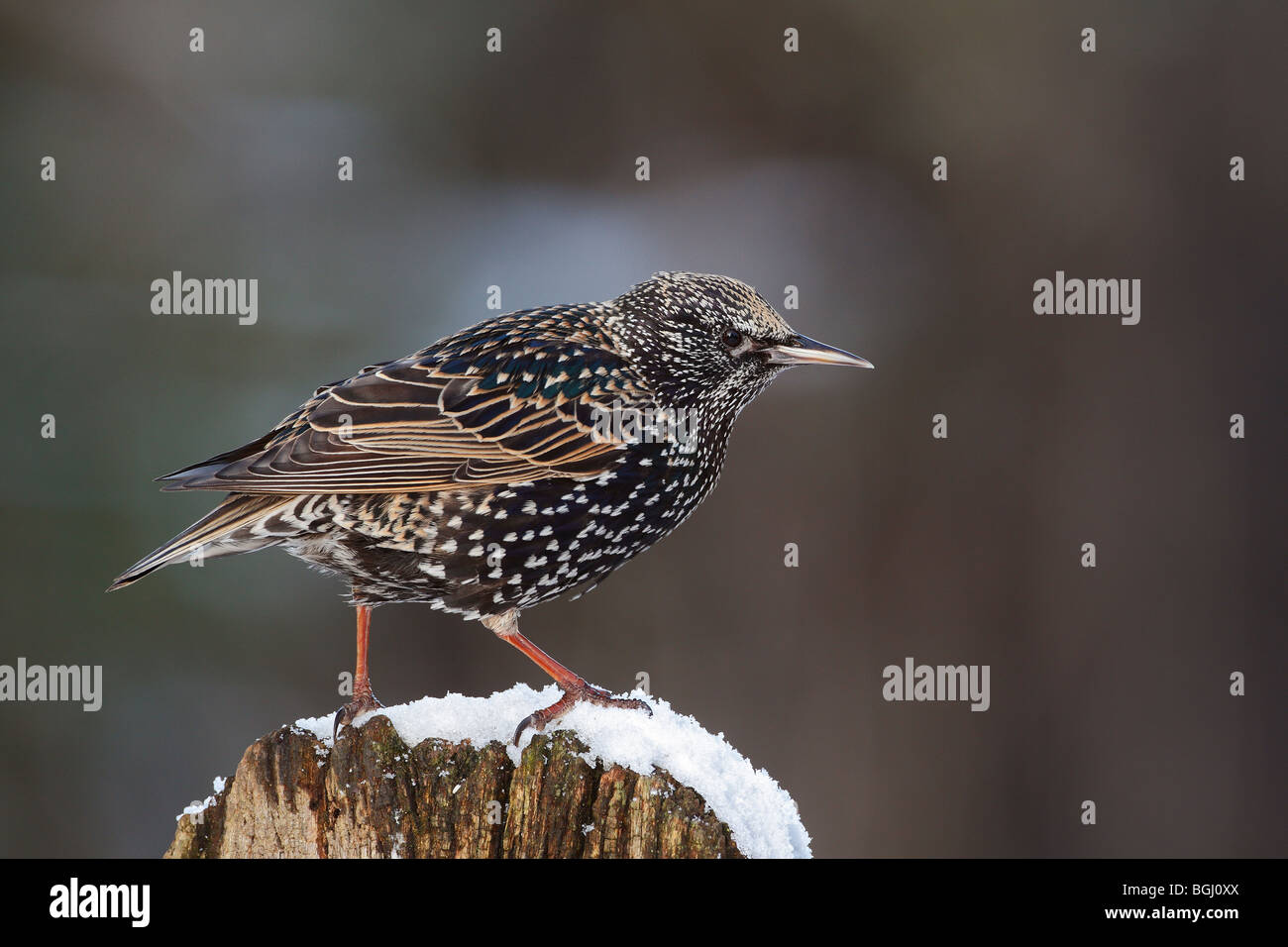 Starling Sturnus vulgaris on snow'y perch Stock Photo