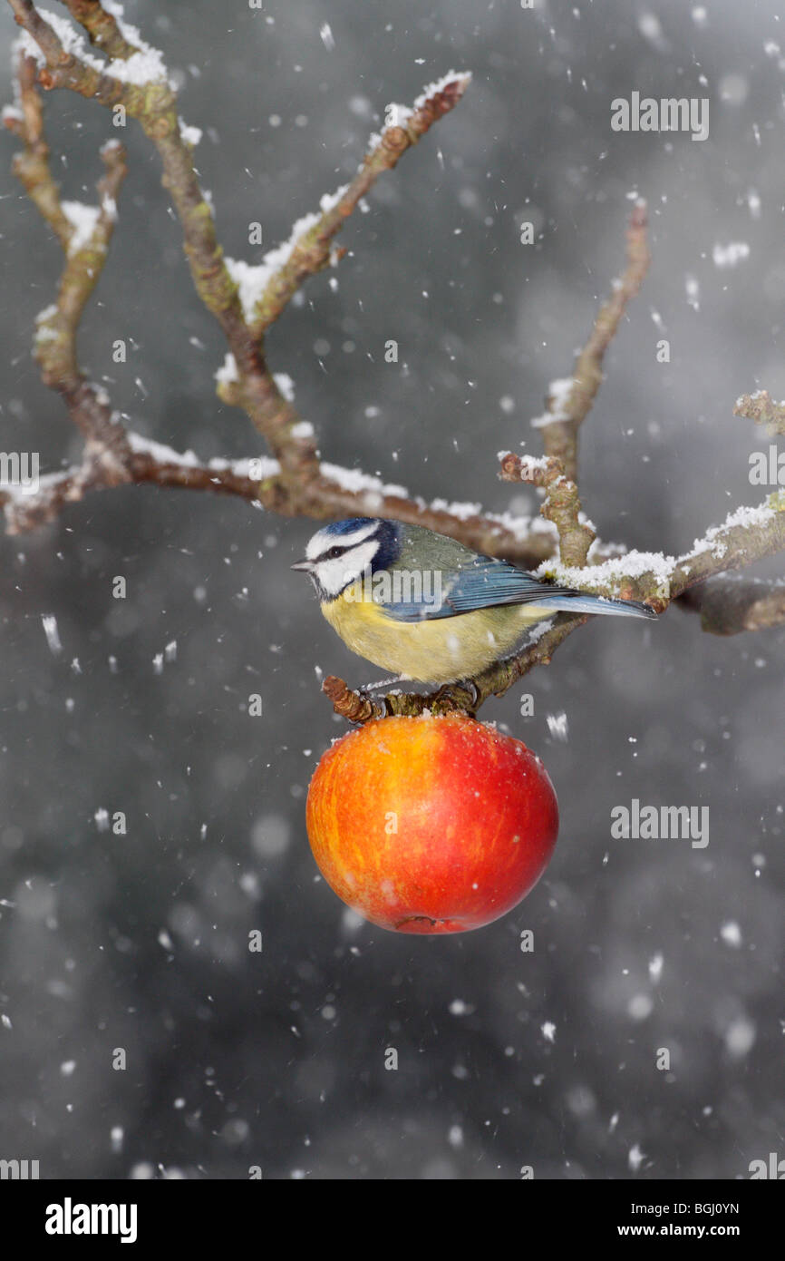 blue Tit Cyanistes caeruleus on snow'y  apple Stock Photo