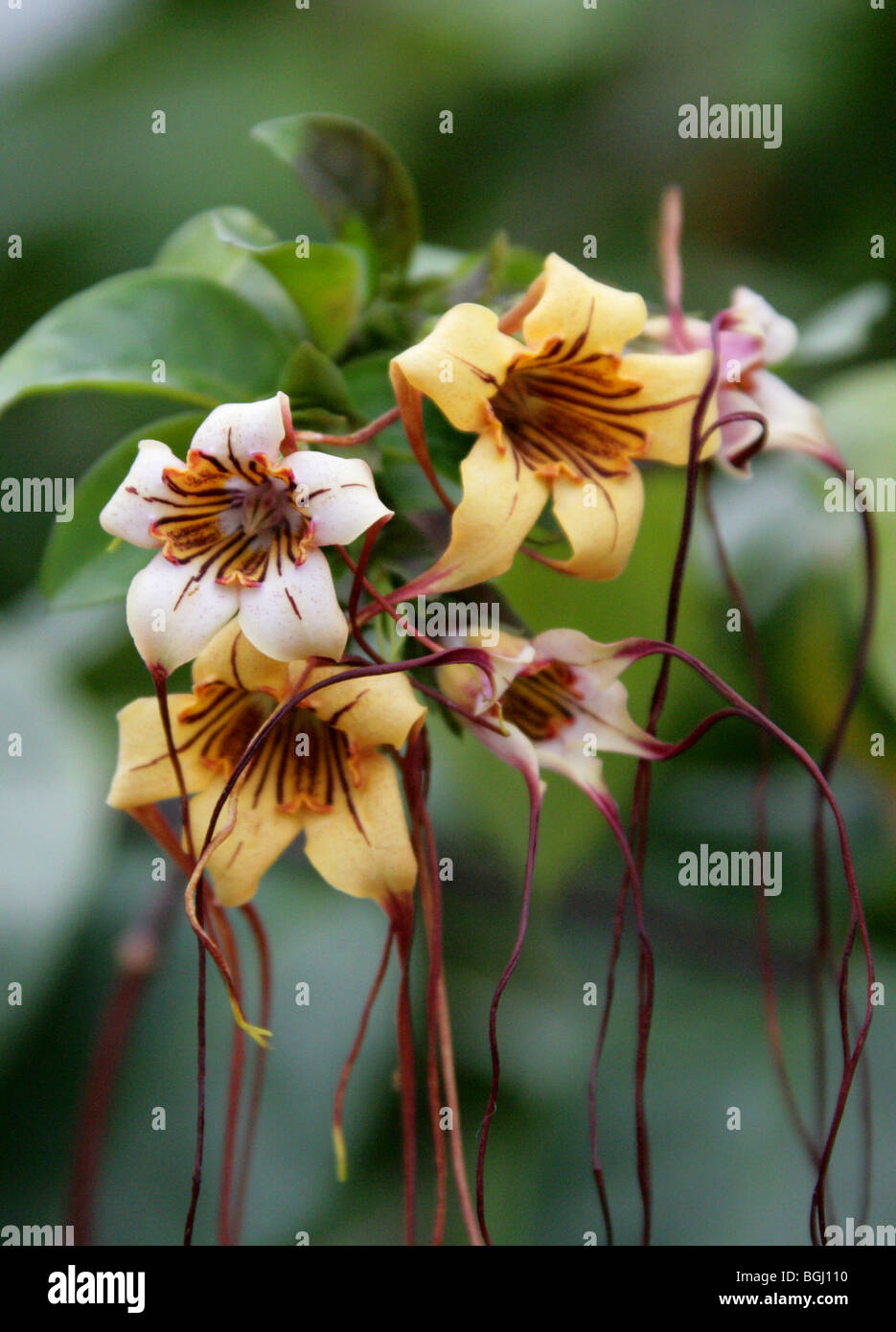 Corkscrew Flower or Spider Tresses, Strophanthus preussii, Apocynaceae, Tropical West Africa Stock Photo