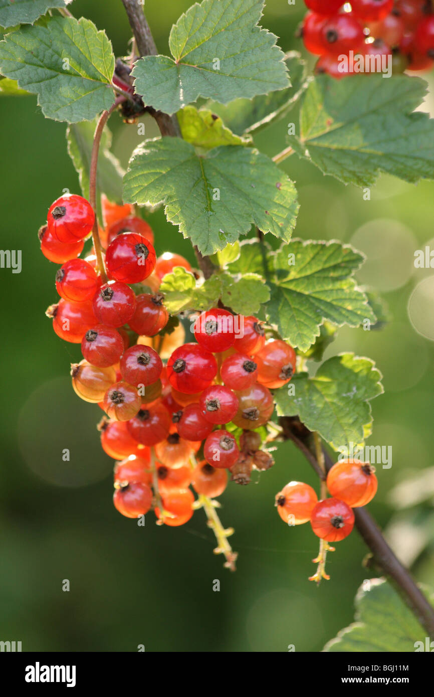 Details of redcurrants on the bush, not yet ready to be picked, still ...