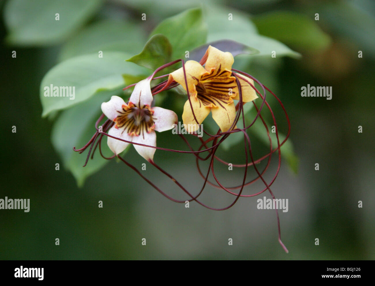 Corkscrew Flower or Spider Tresses, Strophanthus preussii, Apocynaceae, Tropical West Africa Stock Photo