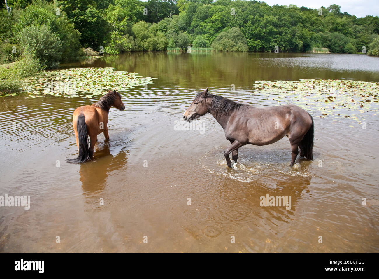 New Forest ponies in Eyeworth Pond; near Fritham; New Forest; Hampshire Stock Photo Alamy