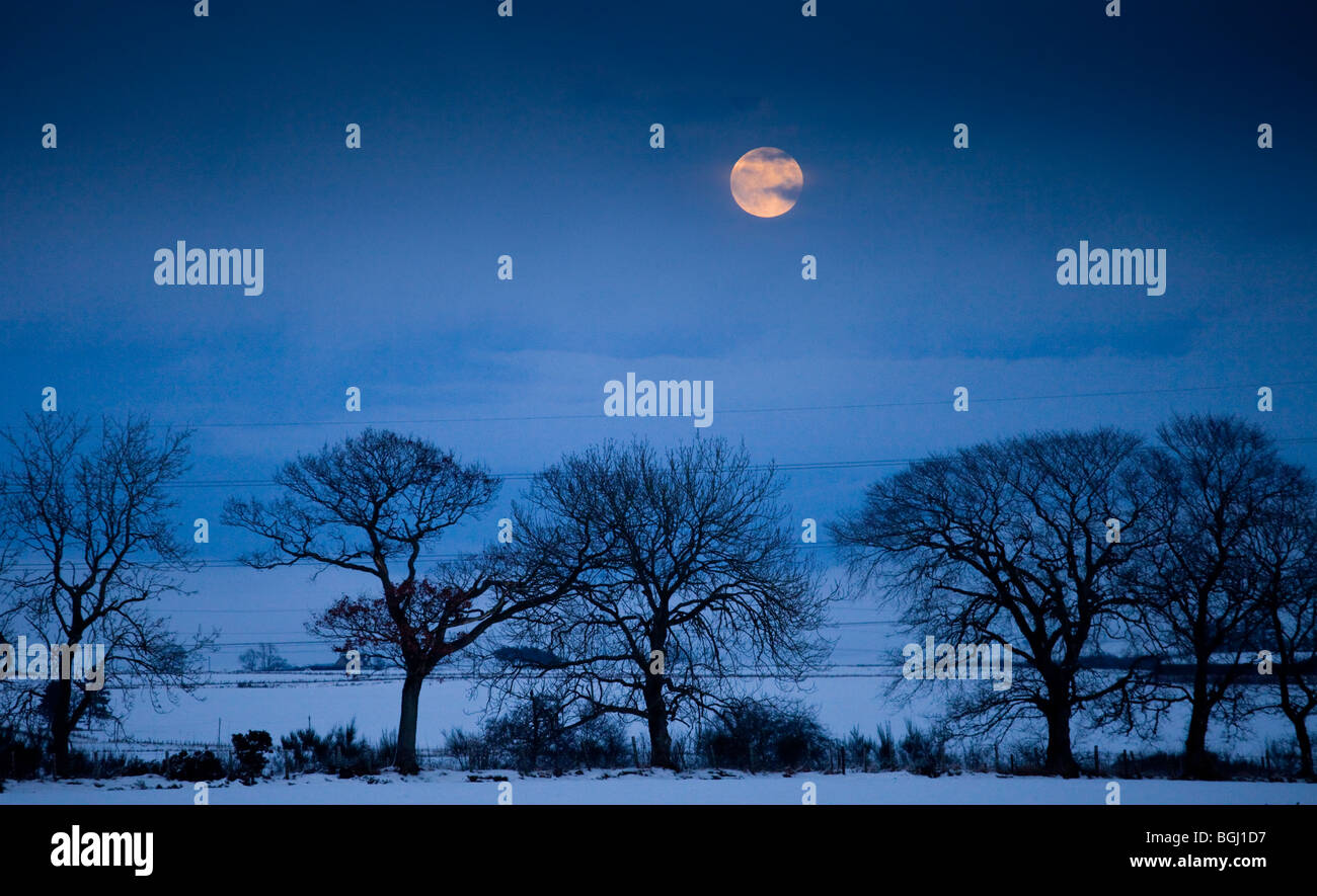 Blue Moon over winter trees in snow. Stock Photo