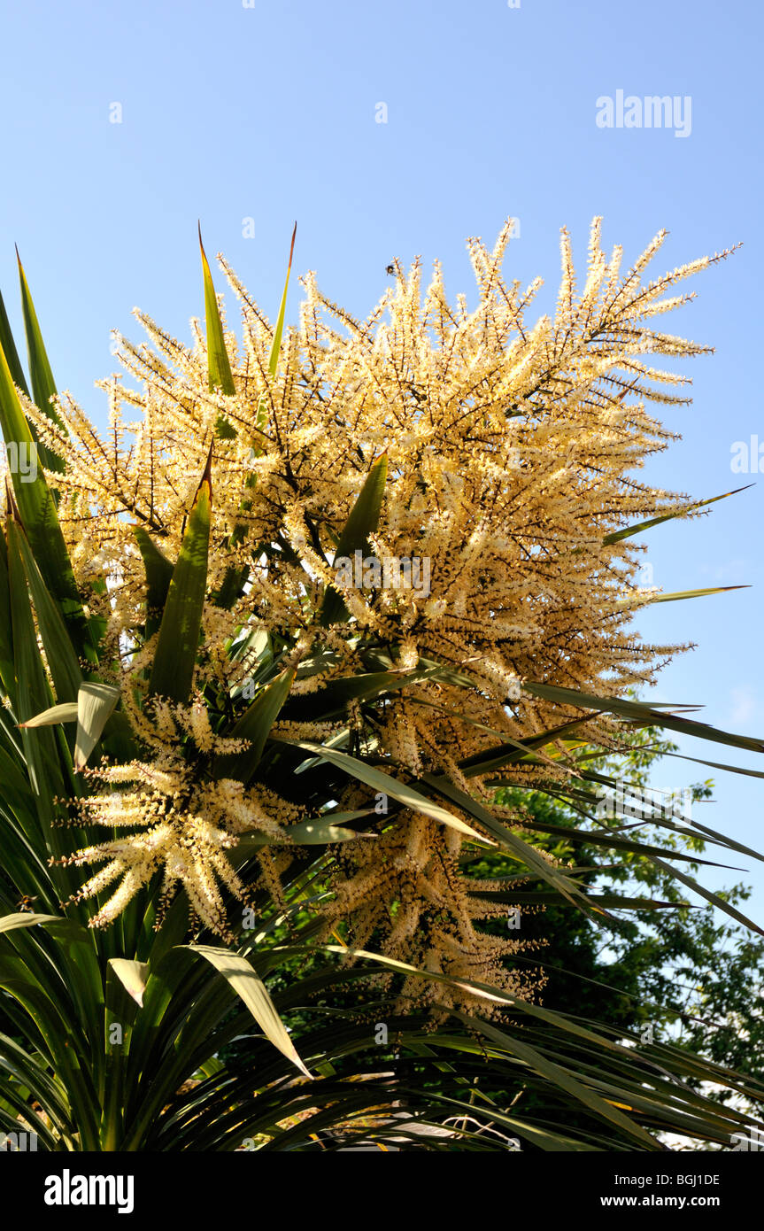 Cordyline australis Cabbage Palm Tree Stock Photo Alamy