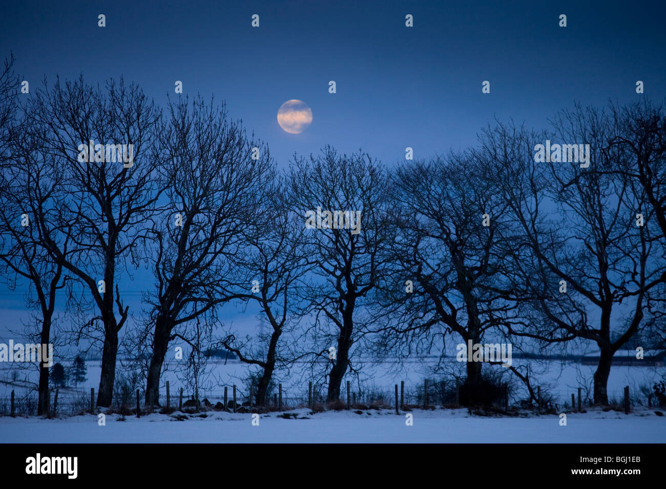 Blue Moon over winter trees in snow. Stock Photo