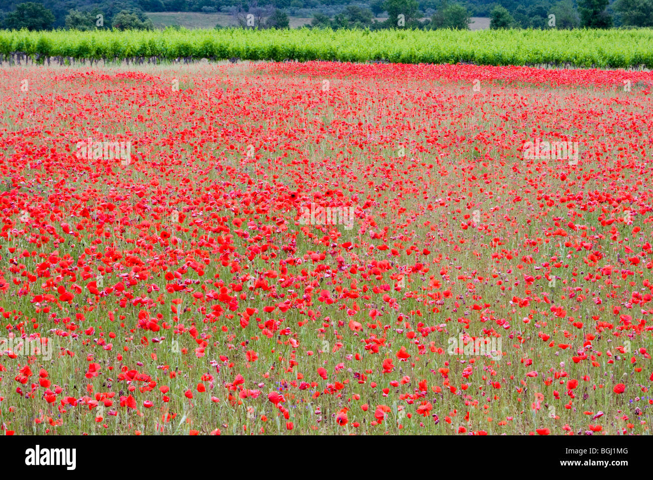 Poppies fields france hi-res stock photography and images - Alamy