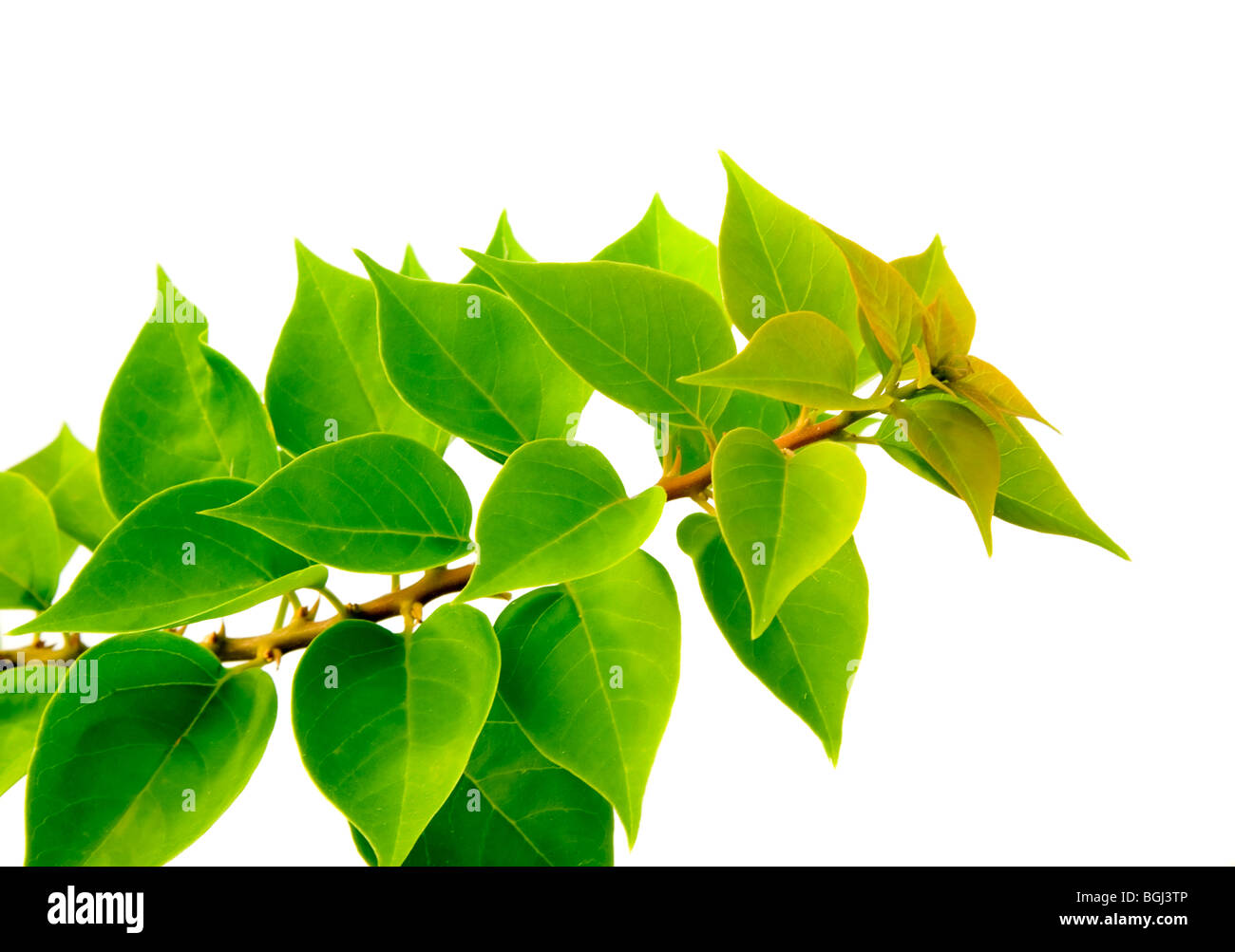 Branch of green leaves isolated on white background Stock Photo