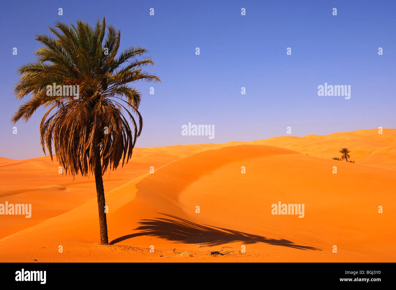 Solitary palm tree growing in the hot desert sand, Mandara valley, Awbari Sand Sea, Sahara