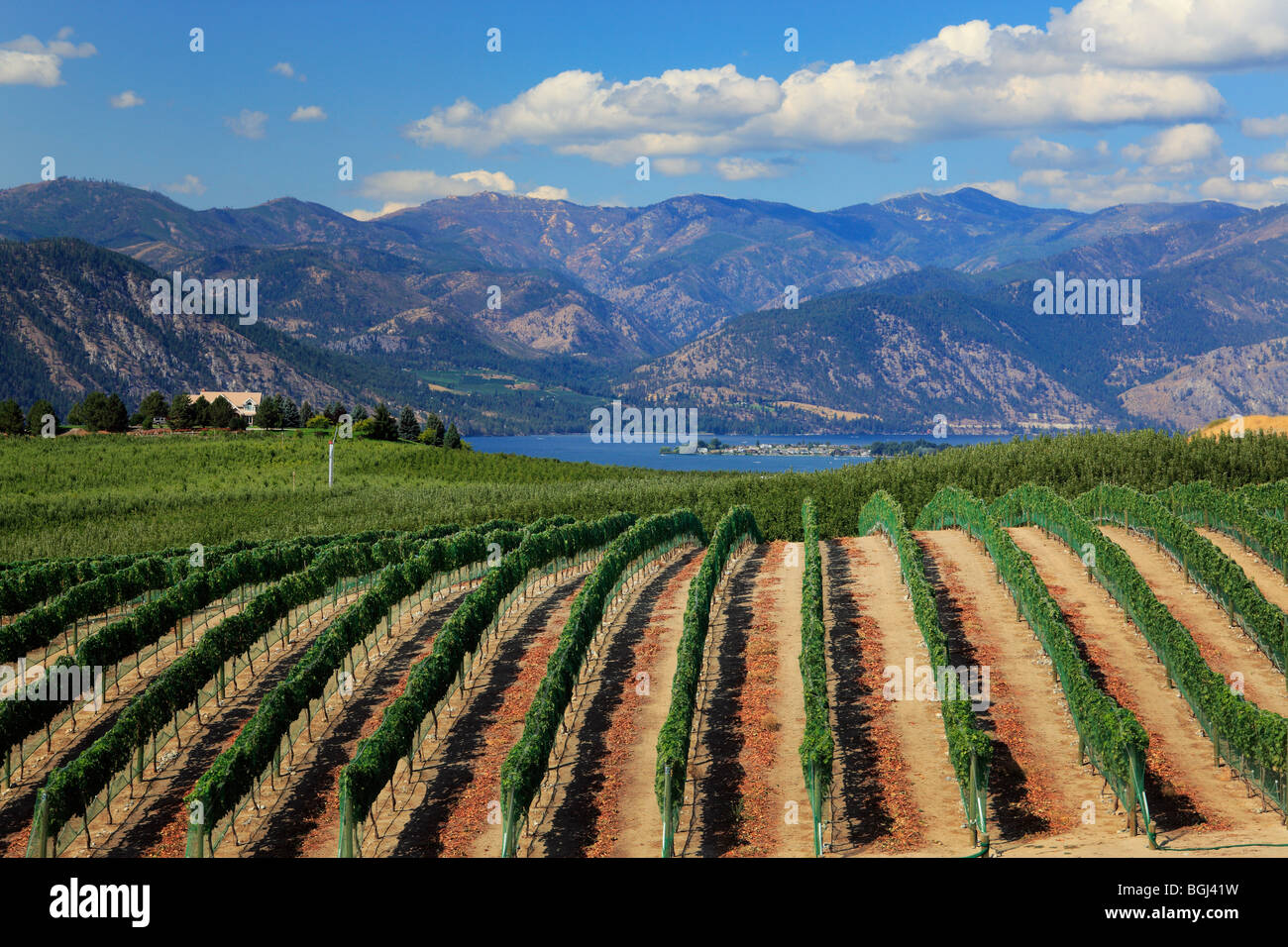 Vineyard on Lake Chelan in eastern Washington state Stock Photo Alamy