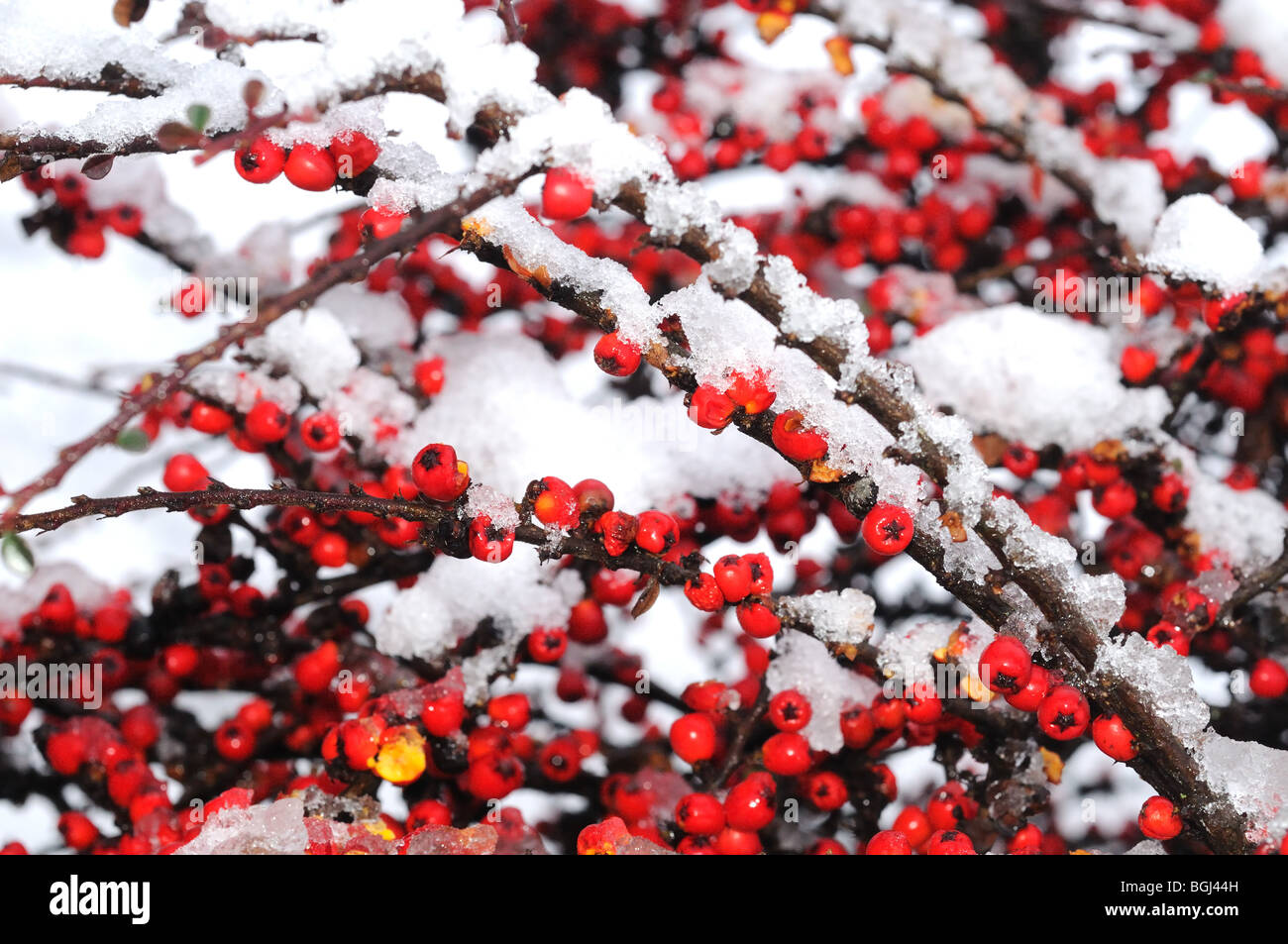 Bush with red berries and snw Stock Photo - Alamy