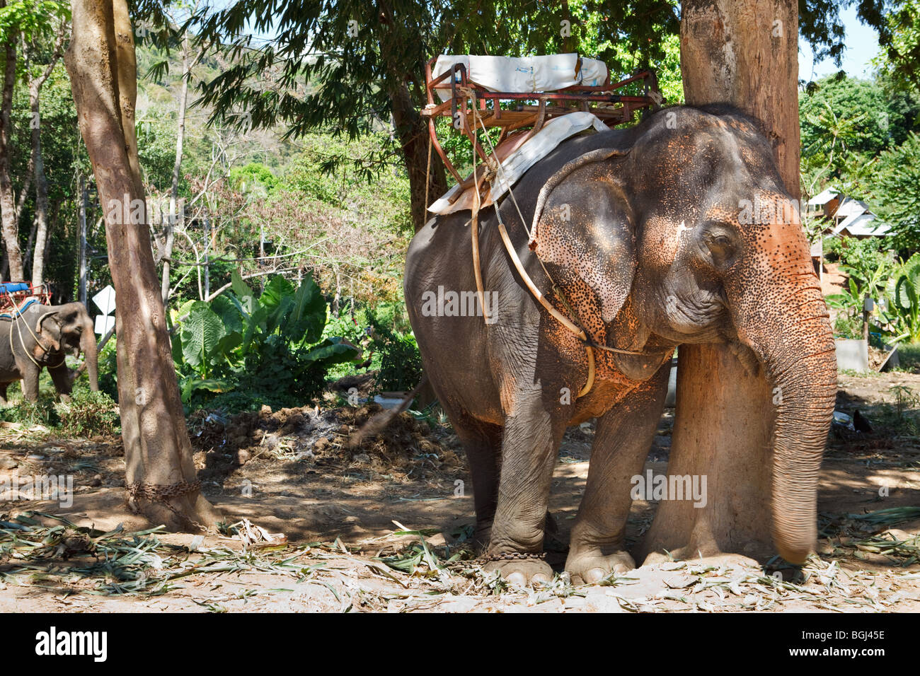 Elephant waiting for tourists in tree shadow, Thailand Stock Photo - Alamy