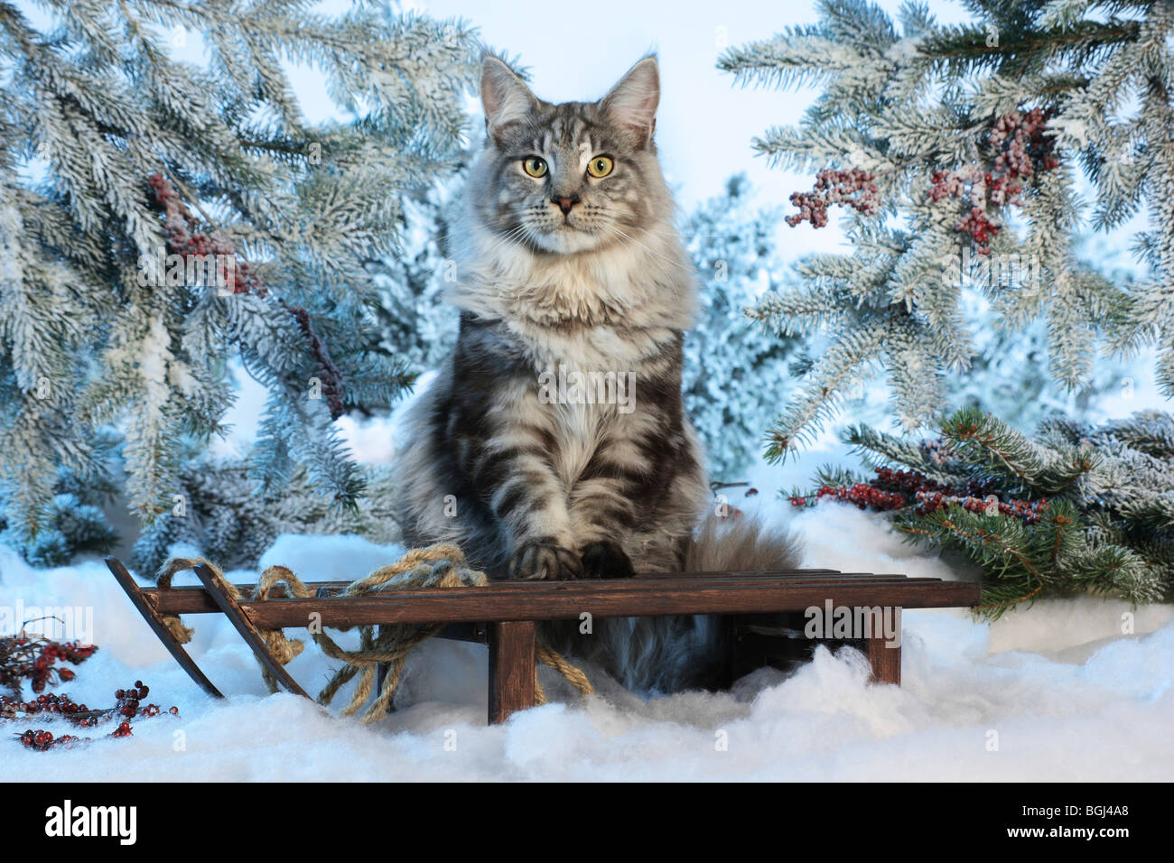 Maine Coon cat sitting on a sledge in the snow Stock Photo Alamy