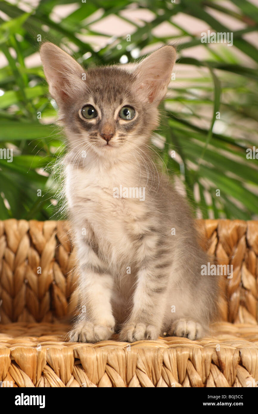Javanese kittens for sale 2025